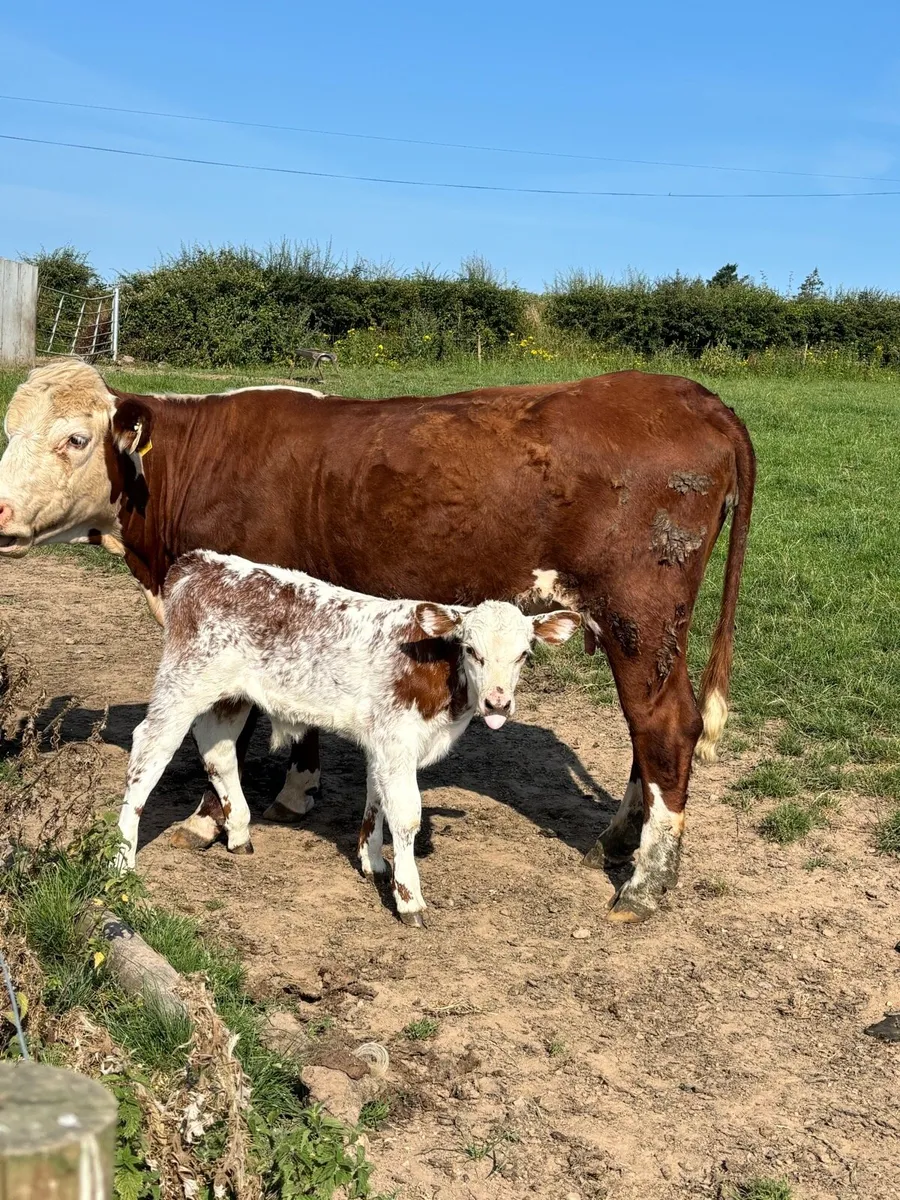 ❌RED HEREFORD CALVED HEIFER ❌ - Image 1