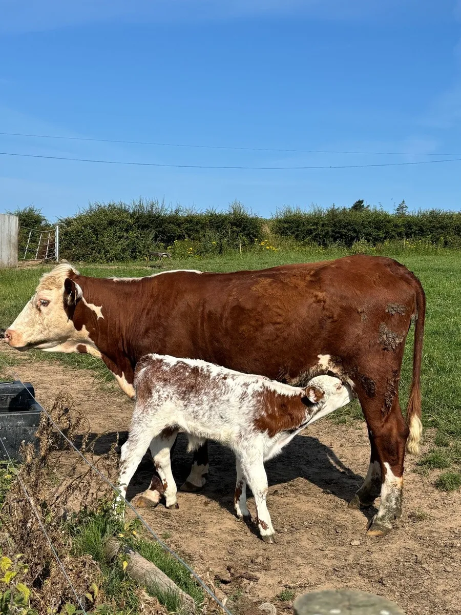❌RED HEREFORD CALVED HEIFER ❌ - Image 4
