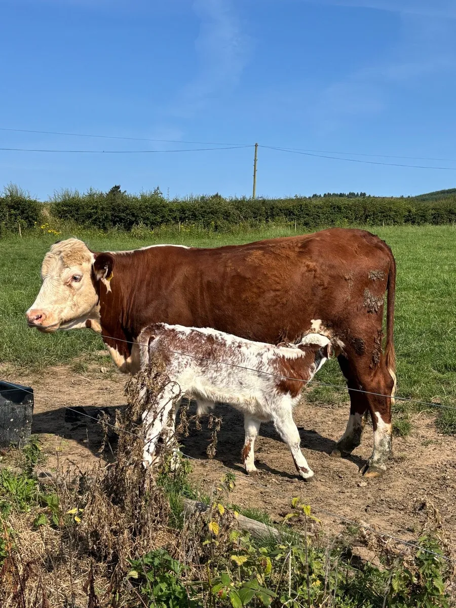 ❌RED HEREFORD CALVED HEIFER ❌ - Image 2