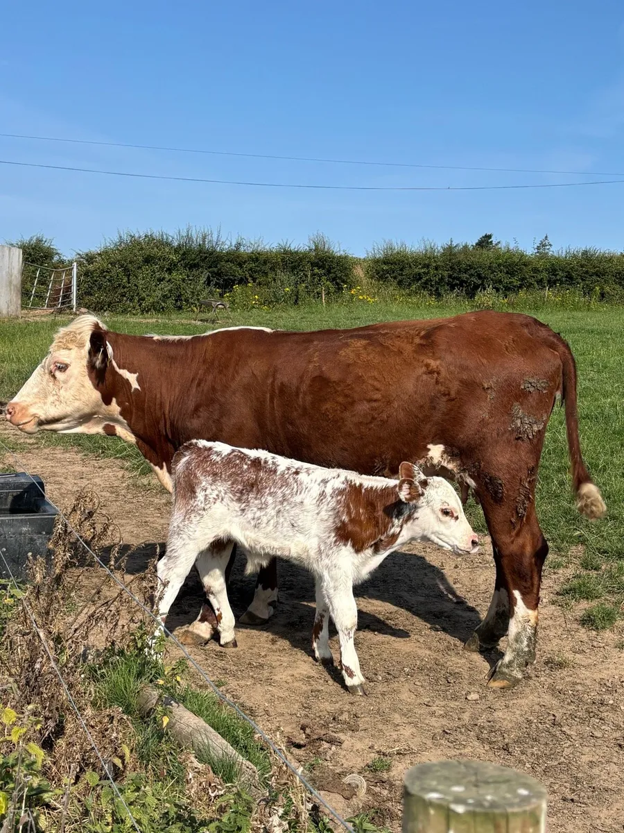 ❌RED HEREFORD CALVED HEIFER ❌ - Image 3
