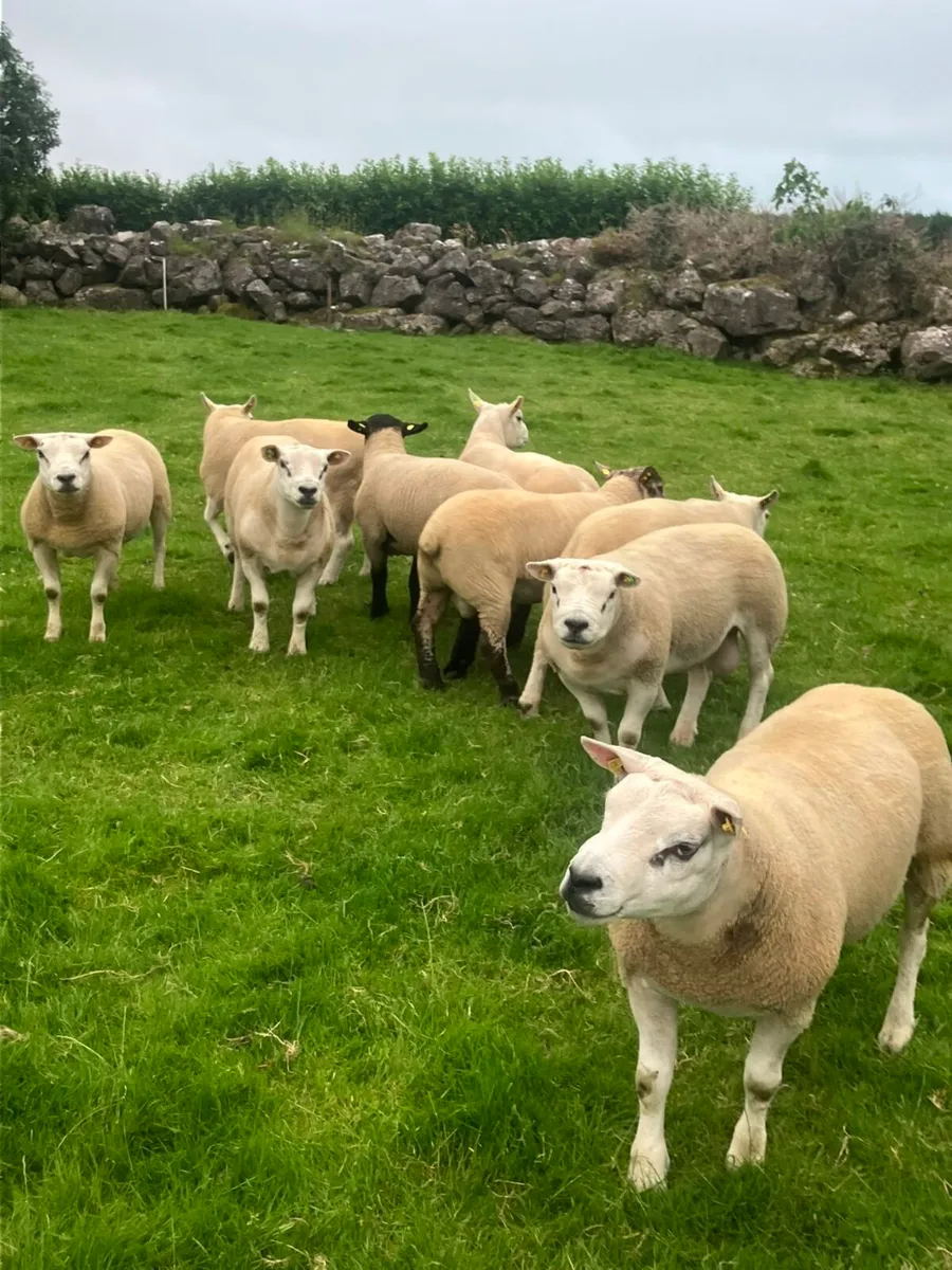 PUREBRED TEXEL RAMS - Image 3
