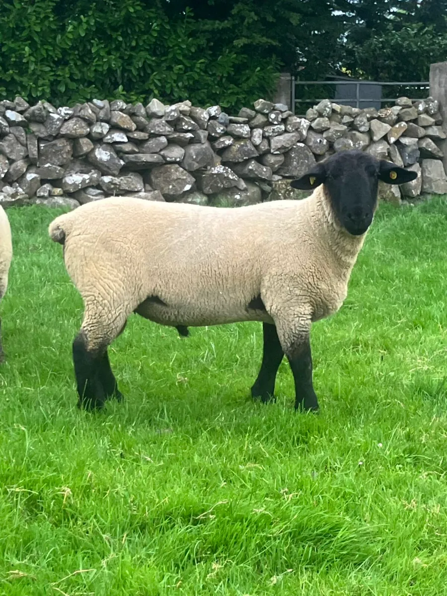 PUREBRED TEXEL RAMS - Image 4