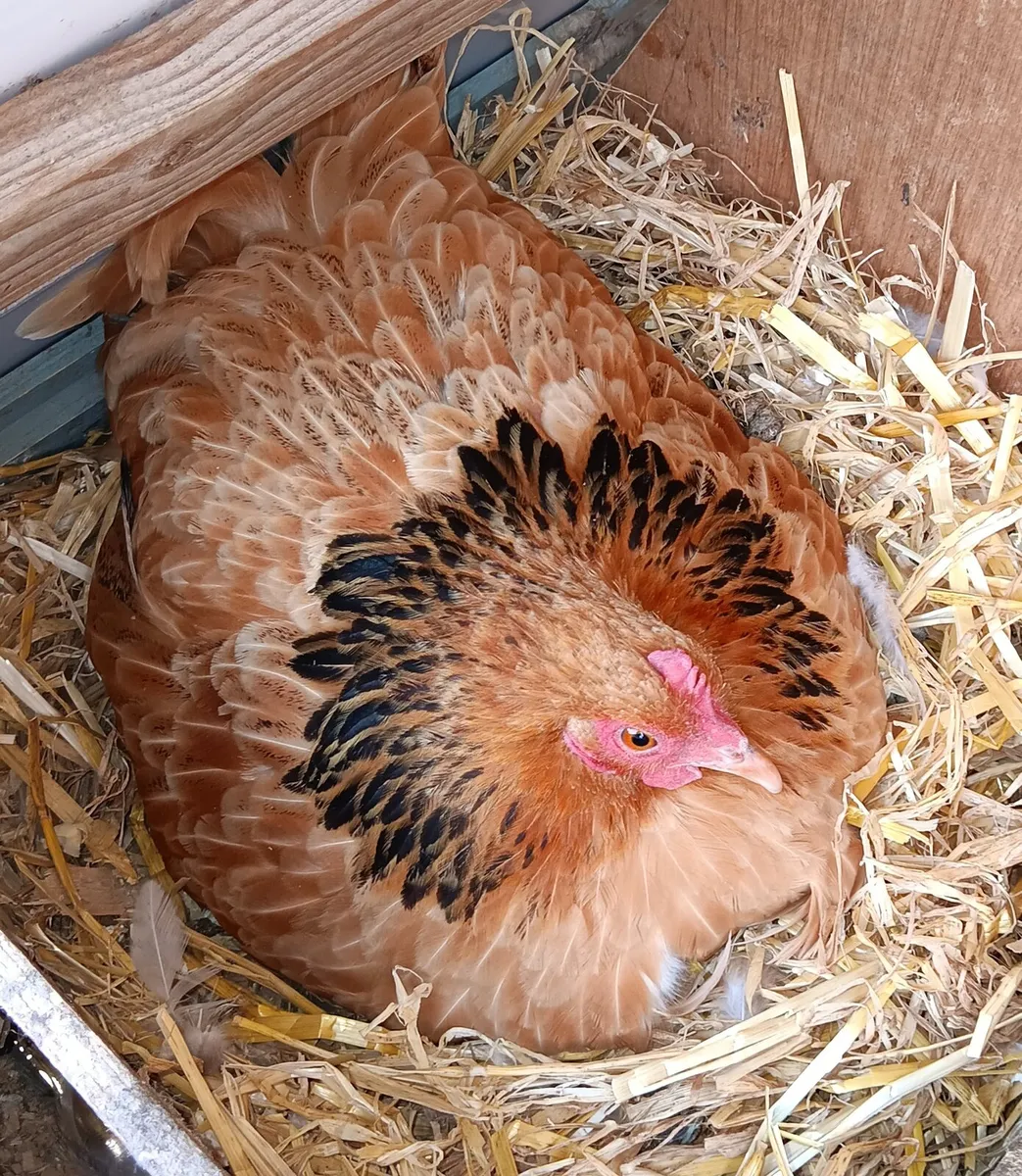 Broody Bantam Hen - Image 1