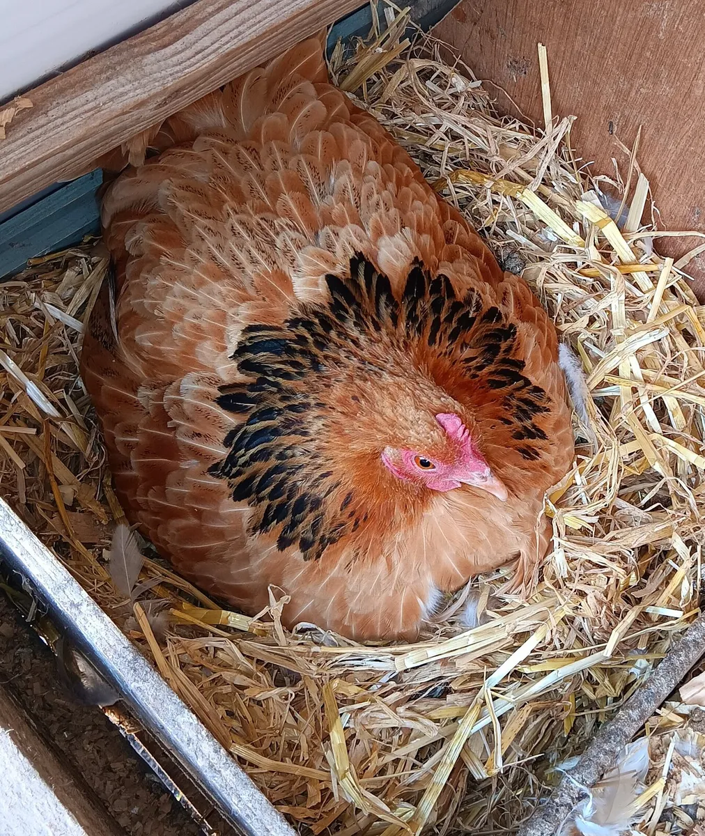 Broody Bantam Hen - Image 2
