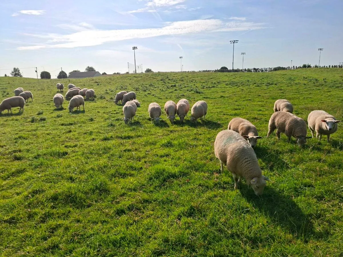 Pedigree Belclare Ewe Lambs - Image 1