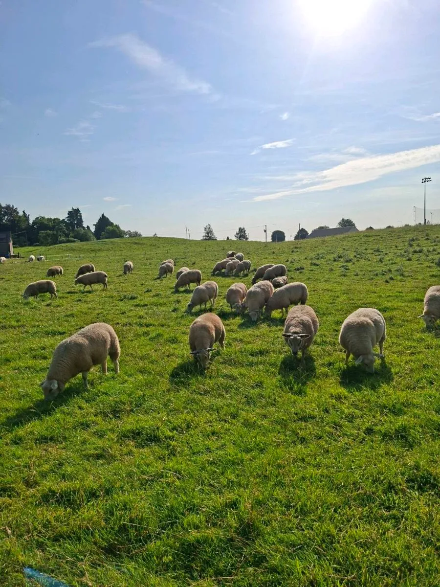 Pedigree Belclare Ewe Lambs - Image 2