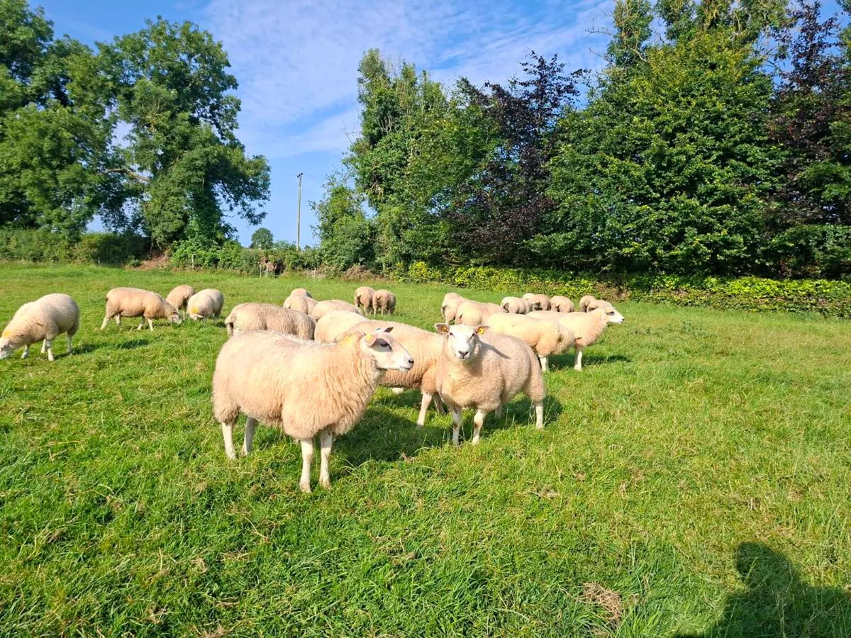 Pedigree Belclare Ewe Lambs - Image 3
