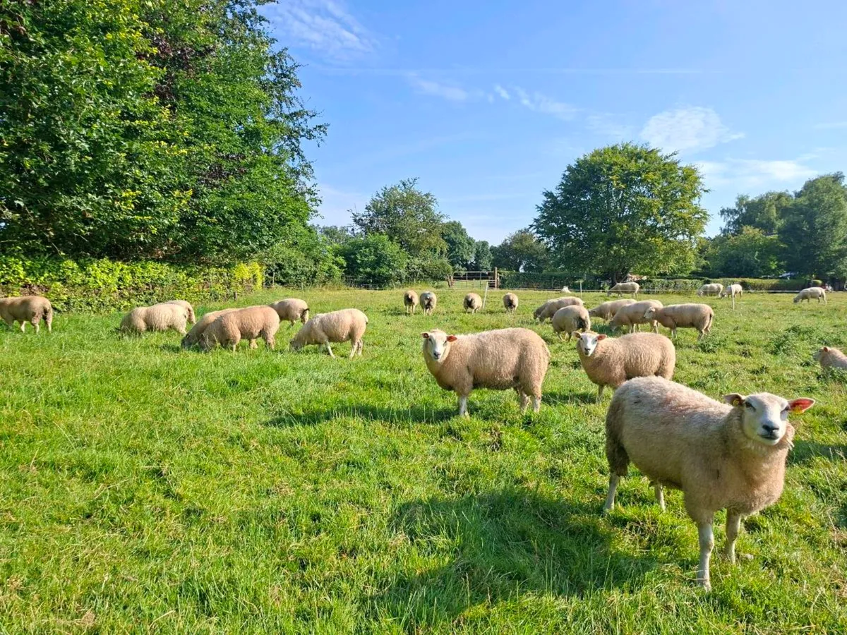 Pedigree Belclare Ewe Lambs - Image 4
