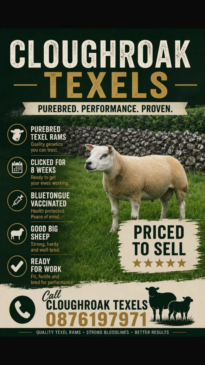 PUREBRED TEXEL RAMS - Image 1