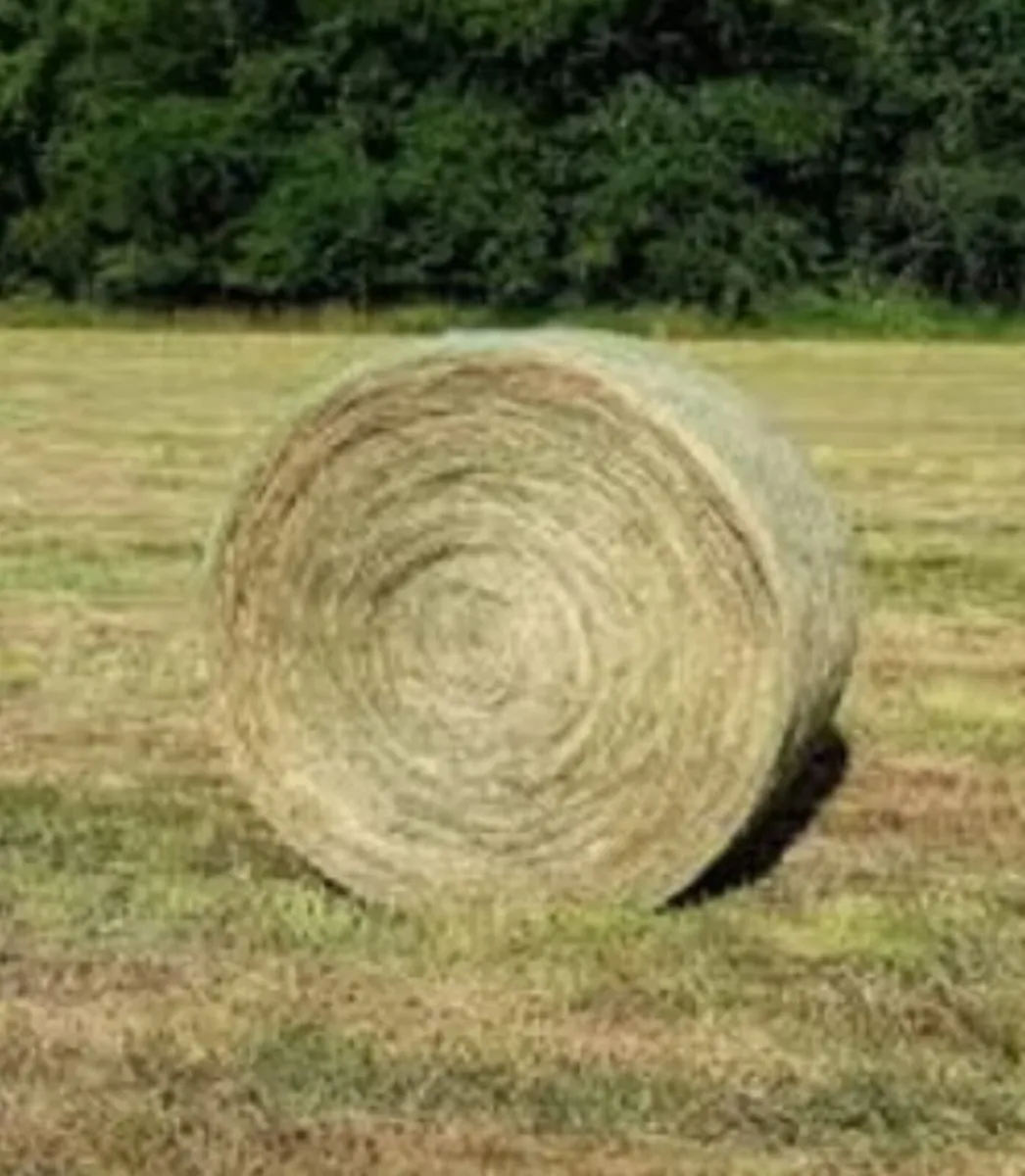 Round Bales of Hay