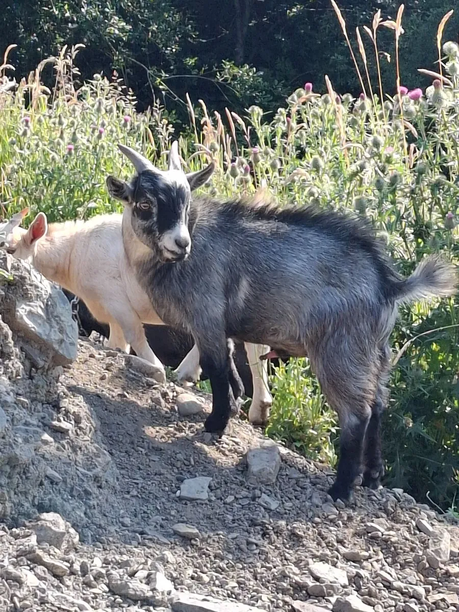 Pygmy goat full male 6 months old - Image 1