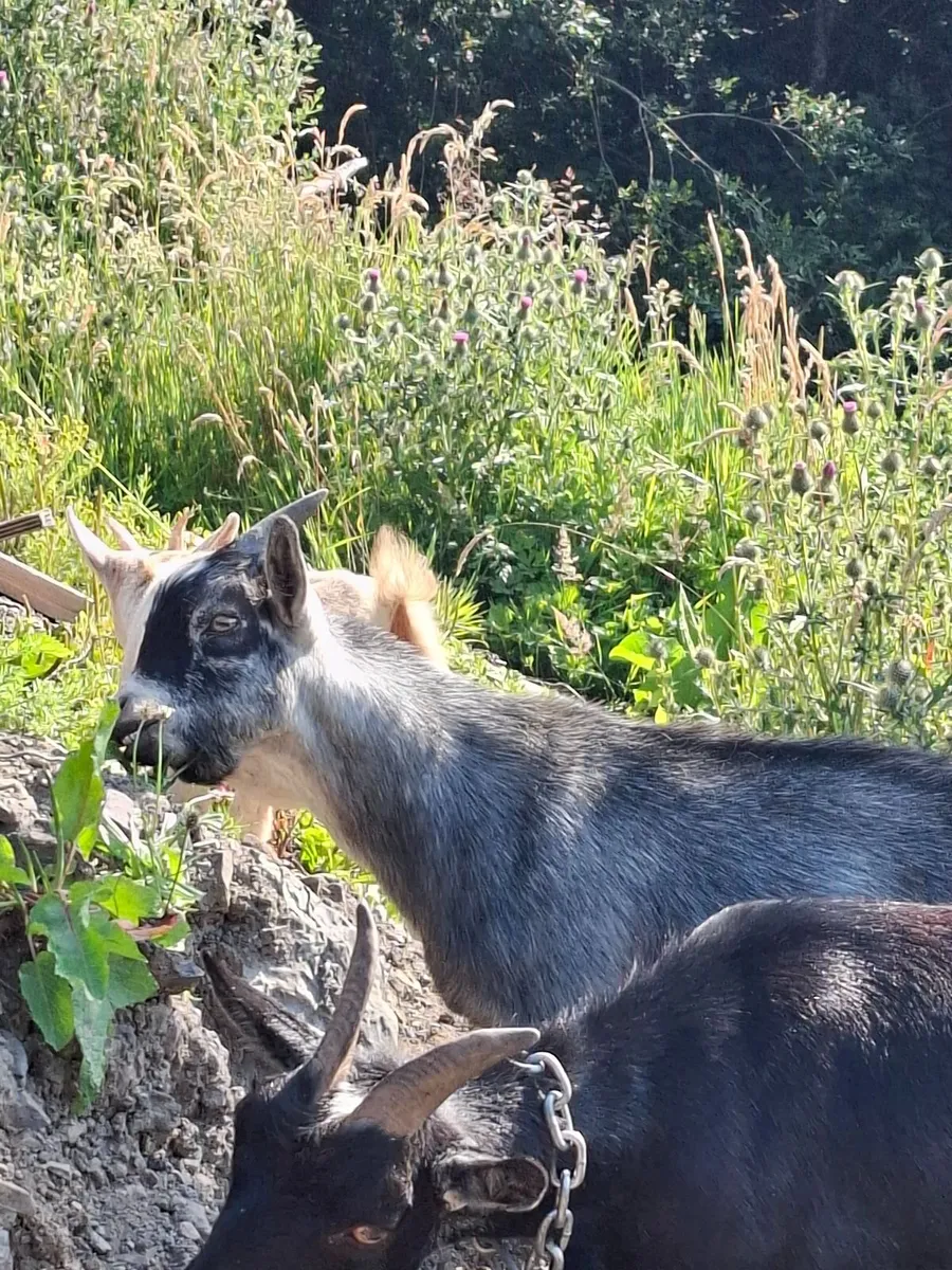 Pygmy goat full male 6 months old - Image 2