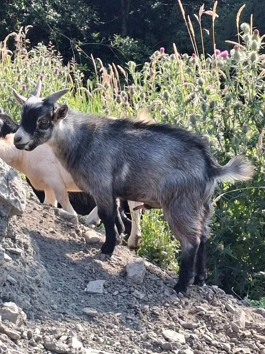 Pygmy goat full male 6 months old - Image 3