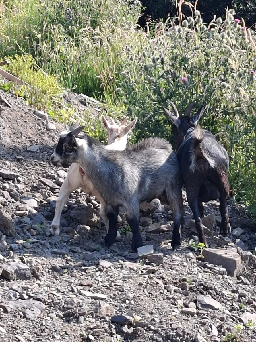 Pygmy goat full male 6 months old - Image 4