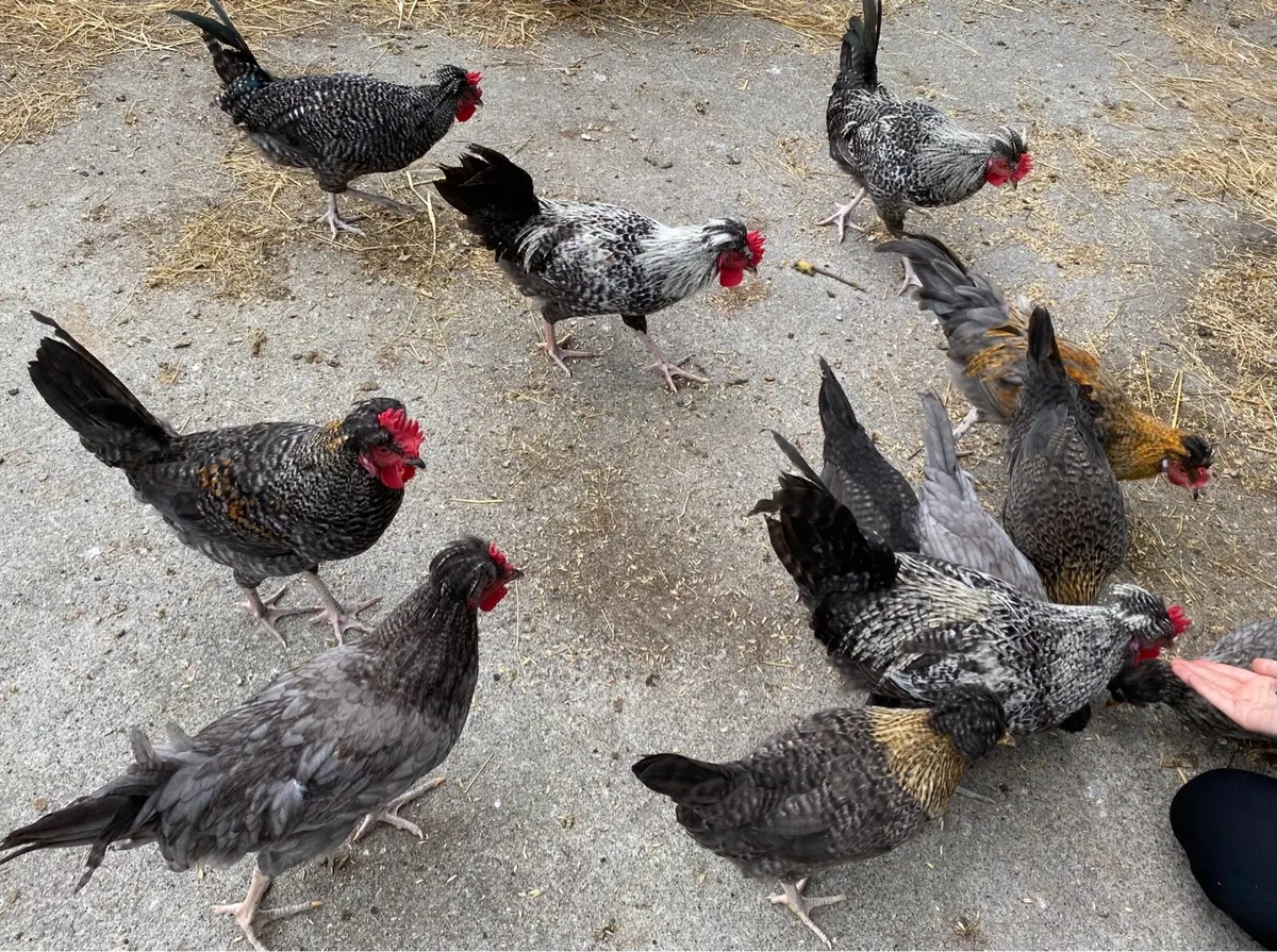 Hens and cockerels for sale - Image 1
