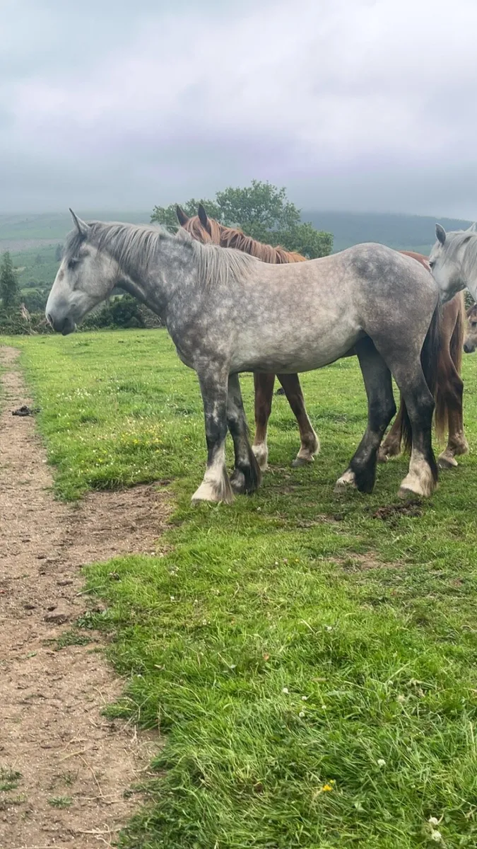 Selection of cob draught connemra 3 and 4 year old - Image 2