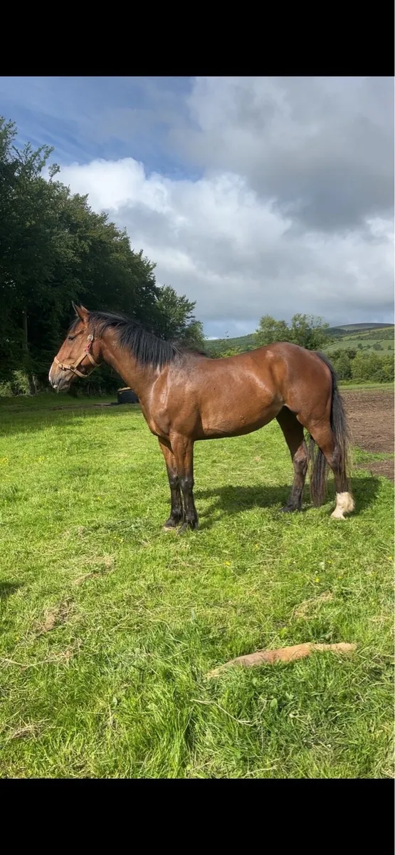 Selection of cob draught connemra 3 and 4 year old - Image 3