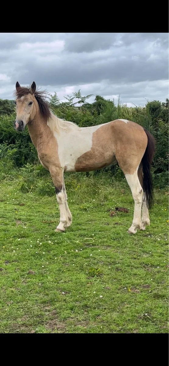 Selection of cob draught connemra 3 and 4 year old - Image 4