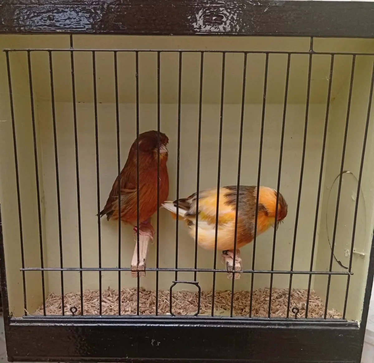 Pair of norwich and pair of red blacks - Image 3