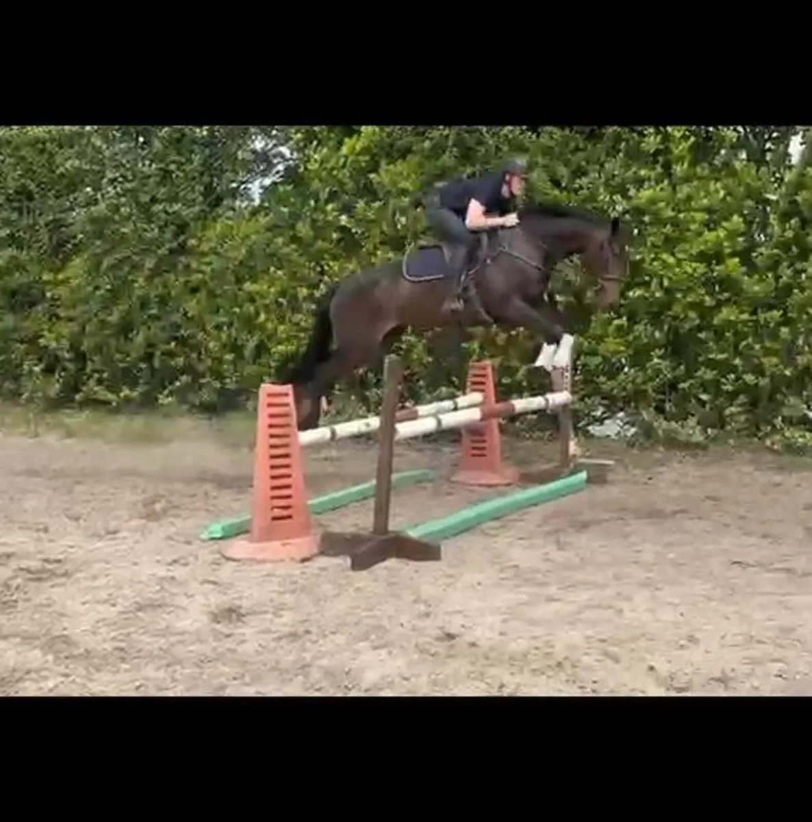 15.2 4yr old Gelding - Image 2