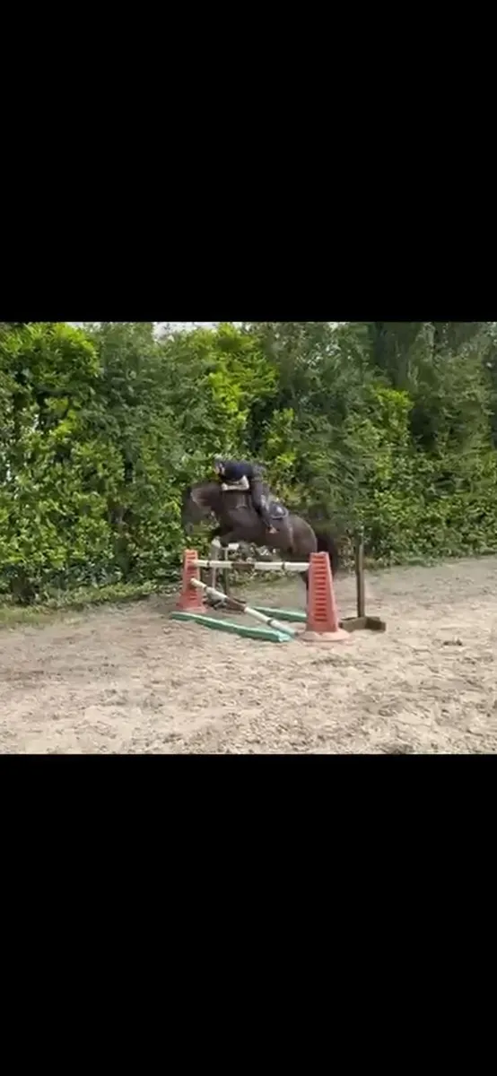15.2 4yr old Gelding - Image 3