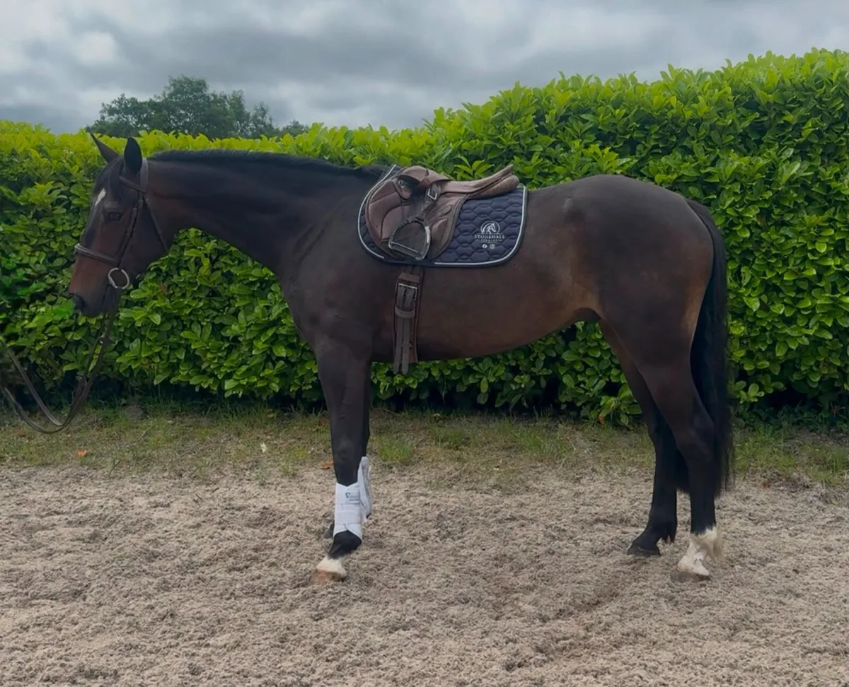 15.2 4yr old Gelding - Image 1