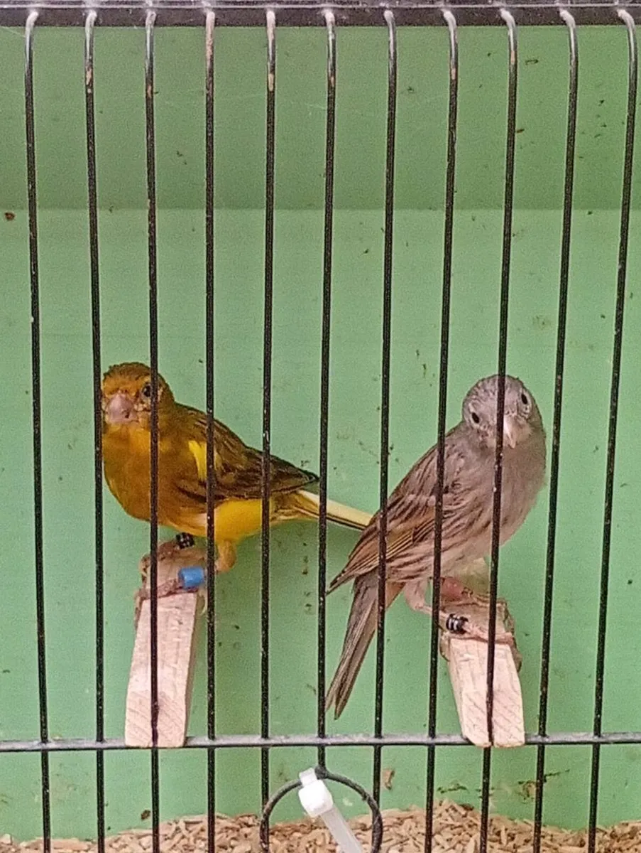 Miniature canaries - Image 1