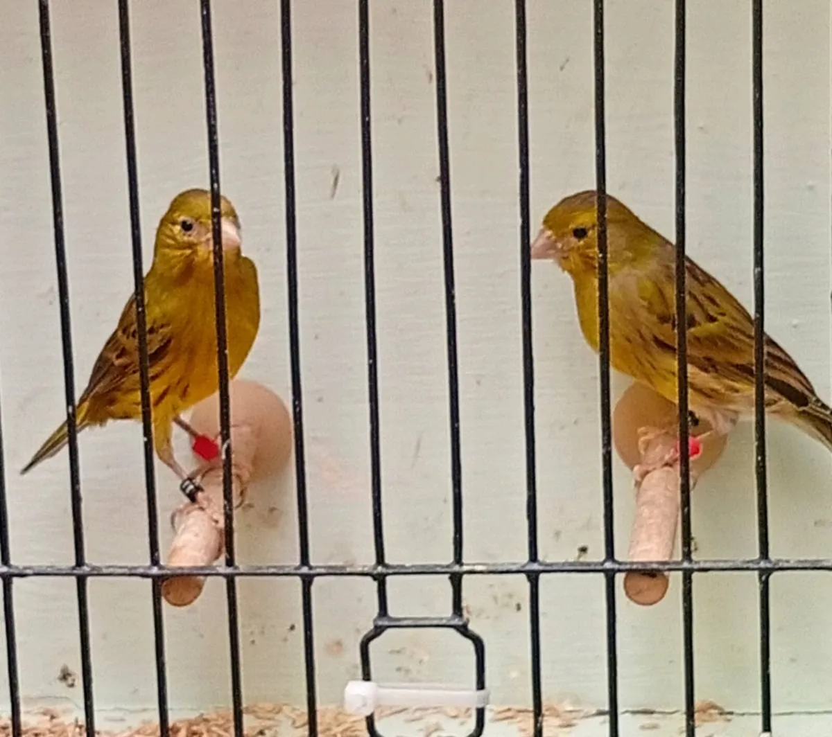 Miniature canaries - Image 2