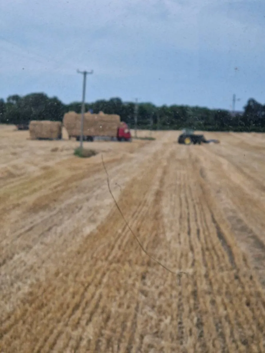 Small Square Bales Barley Straw - Image 4