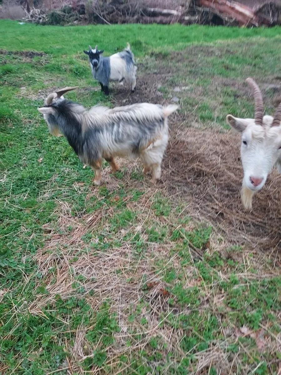pygmy goats - Image 2