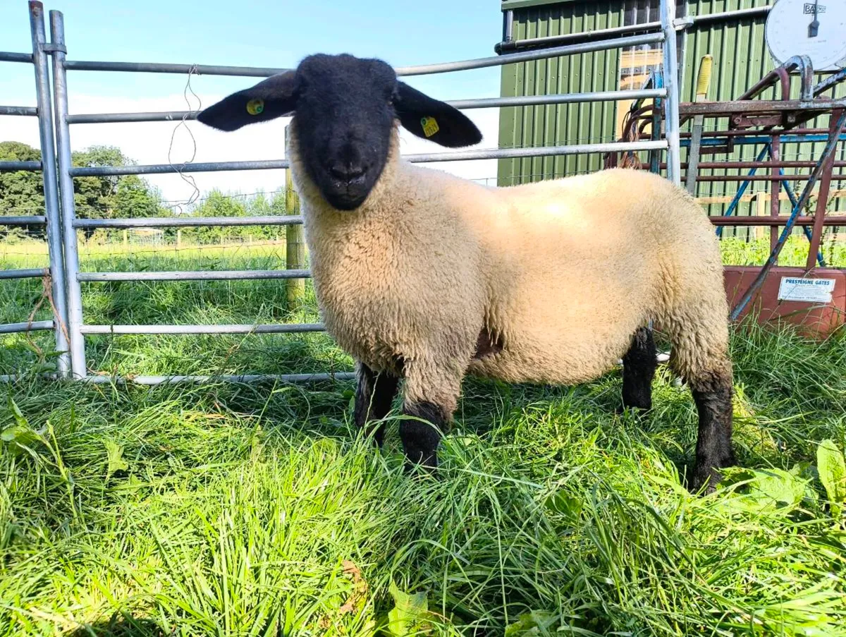 4* Pedigree Registered Suffolk Ewe Lamb - Image 1