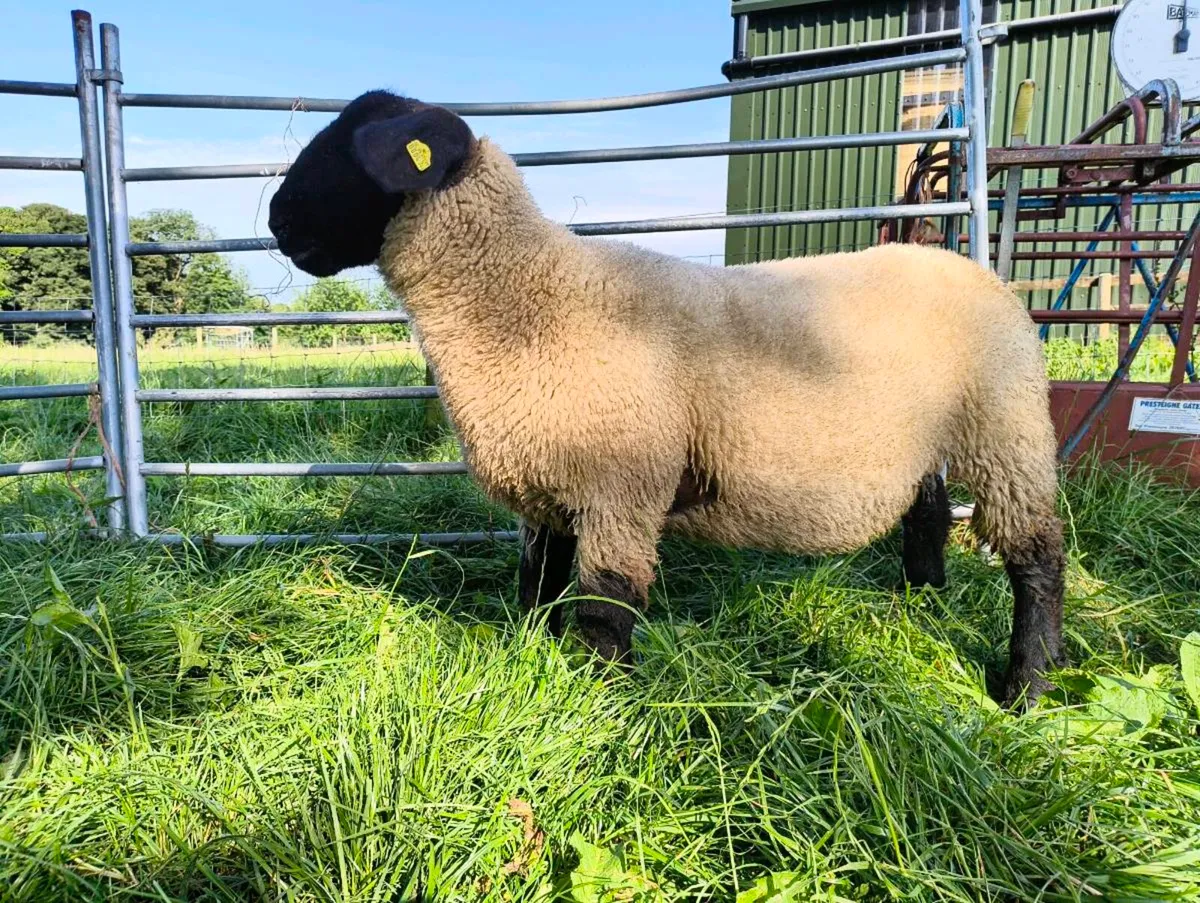 4* Pedigree Registered Suffolk Ewe Lamb - Image 2