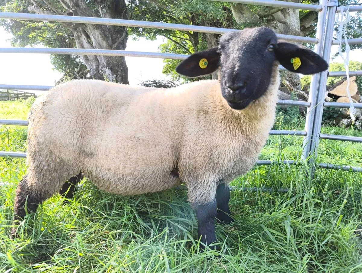 4* Pedigree Registered Suffolk Ewe Lamb - Image 3
