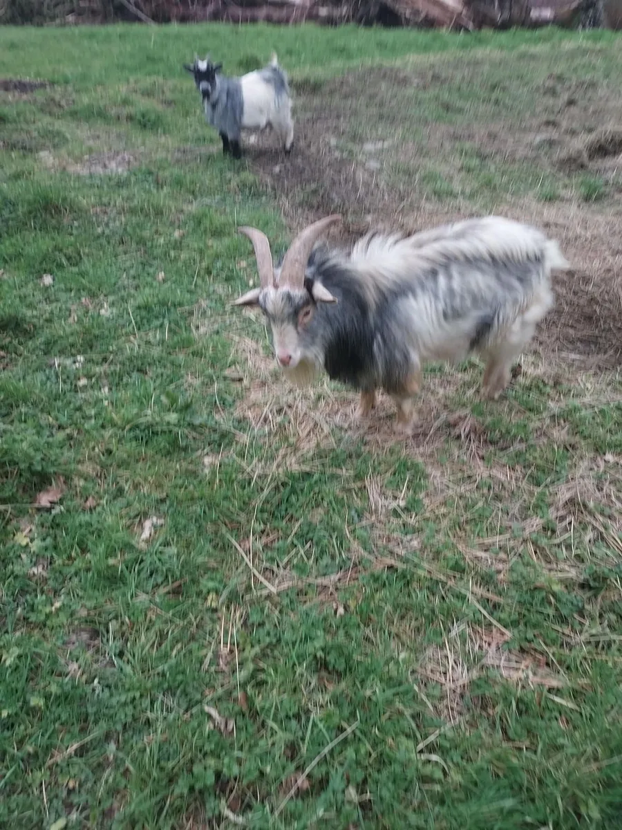 pygmy goats - Image 3