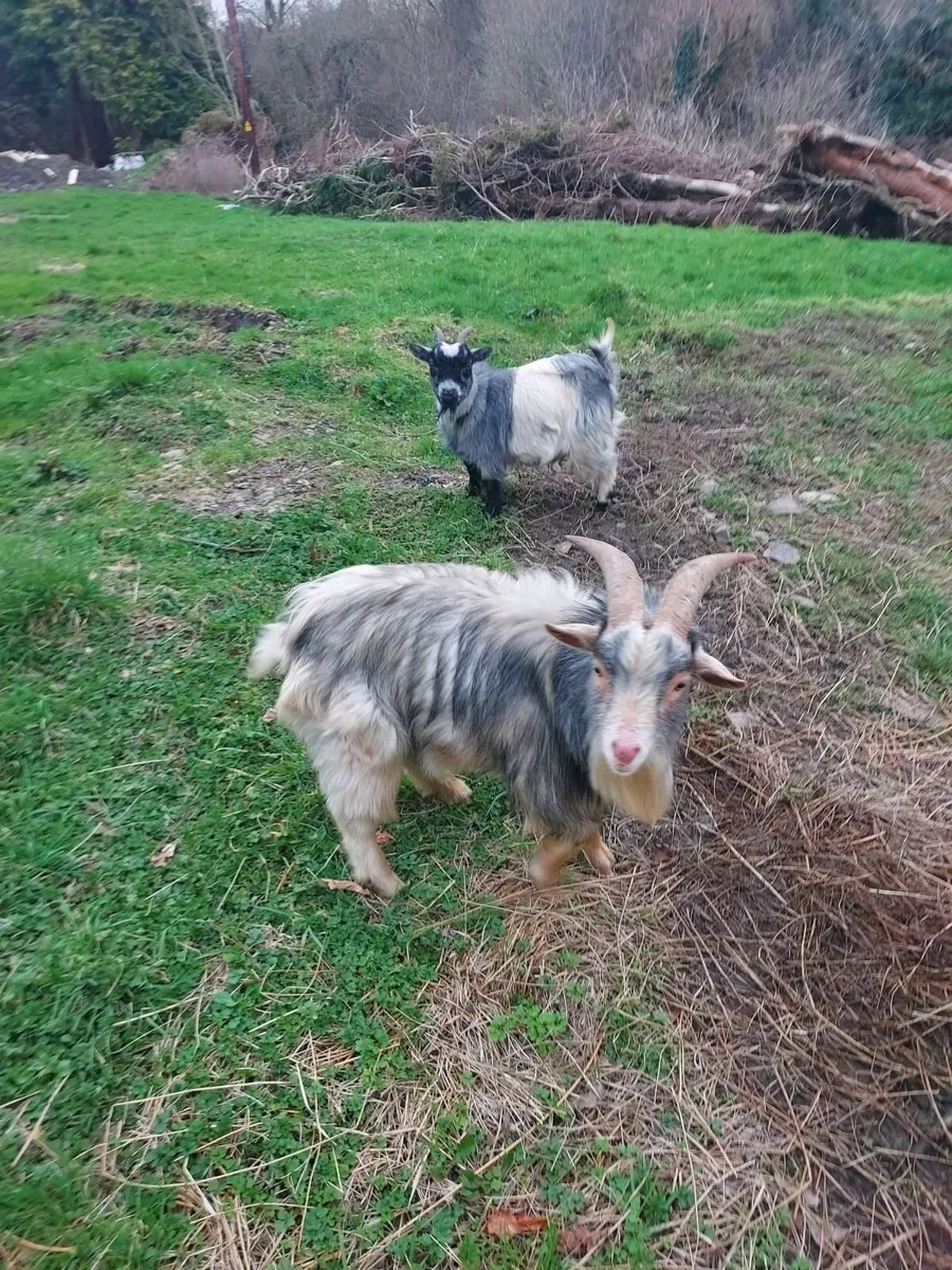 pygmy goats - Image 1