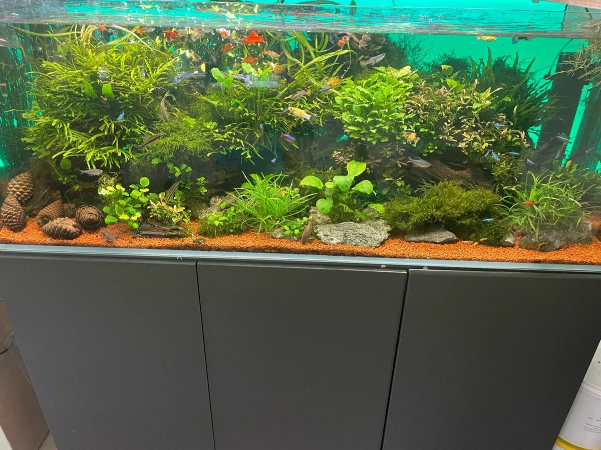 500 opti white aquascape - Image 2