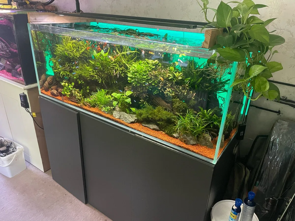 500 opti white aquascape - Image 4