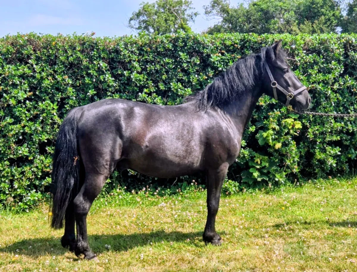 10.2hh Gelding - Image 1