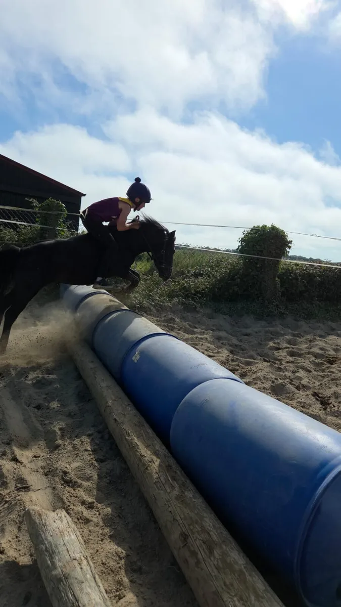 10.2hh Gelding - Image 2