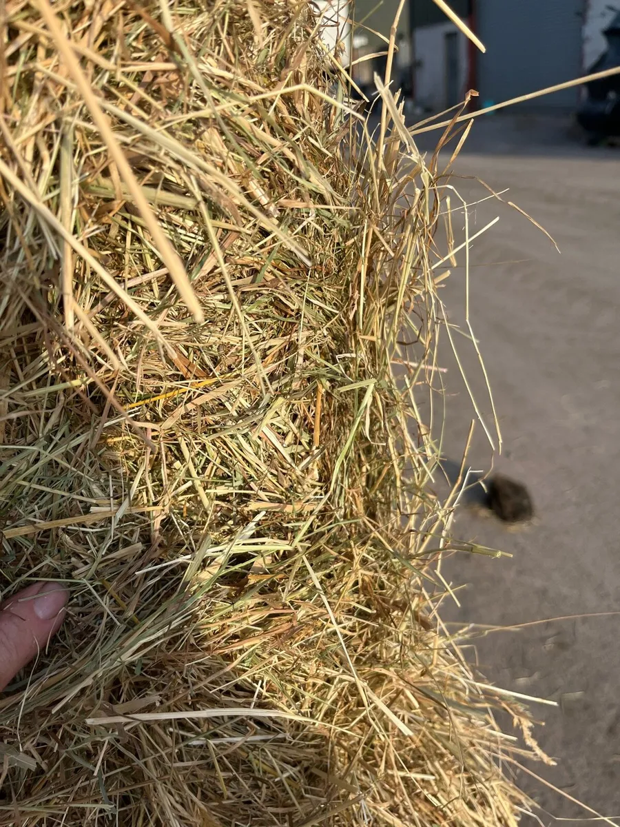 Hay - Image 2