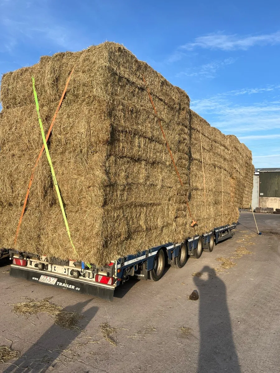 Hay - Image 1