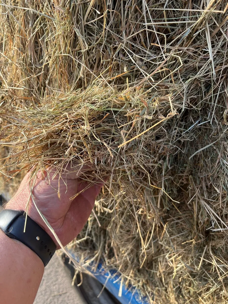 Hay - Image 3