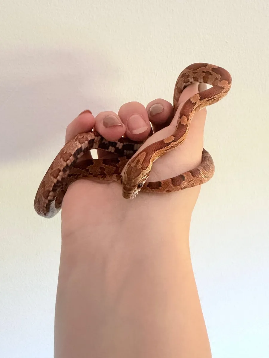 Snake - Image 1