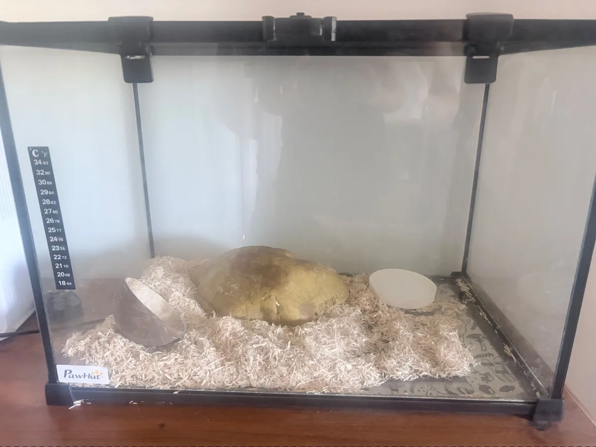 Snake - Image 2