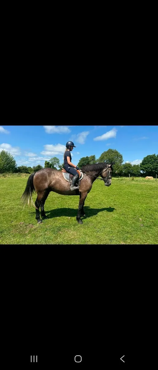 Irish draught sports horse - Image 1