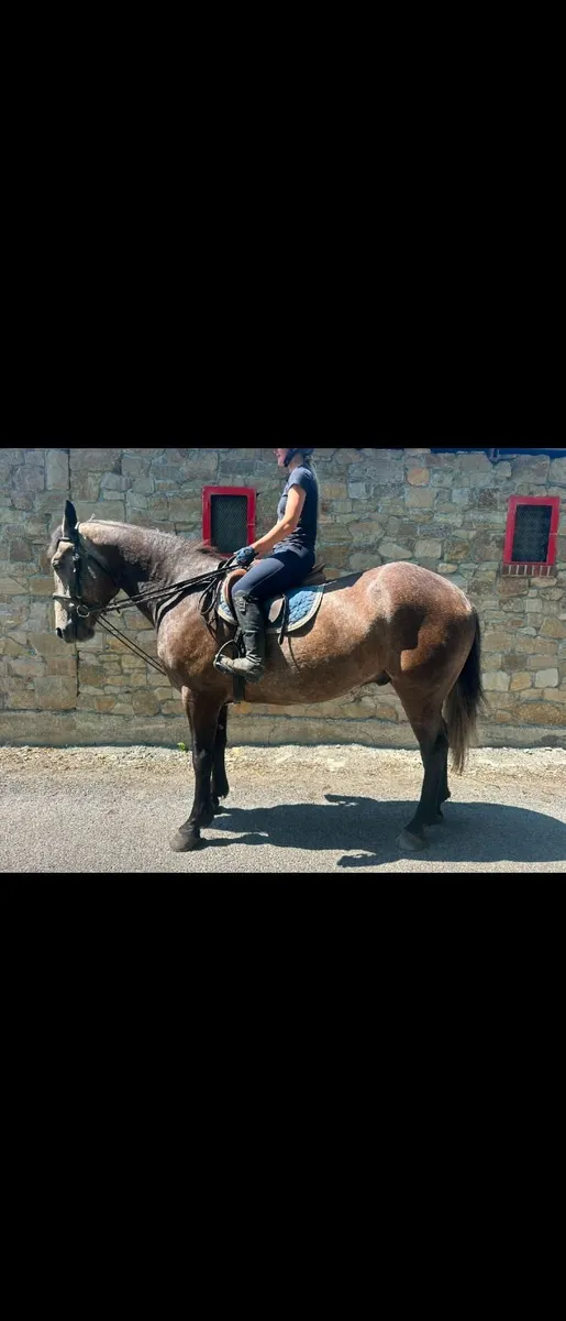 Irish draught sports horse - Image 2