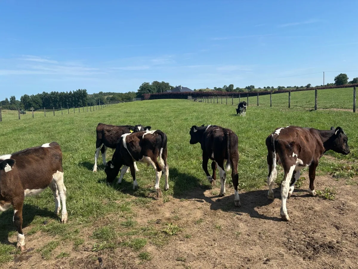 22 super British Frisian bulls - Image 2