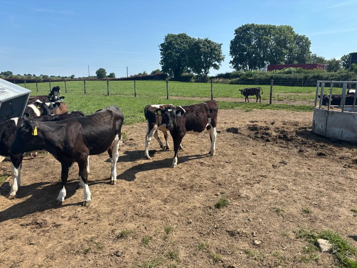 22 super British Frisian bulls - Image 4