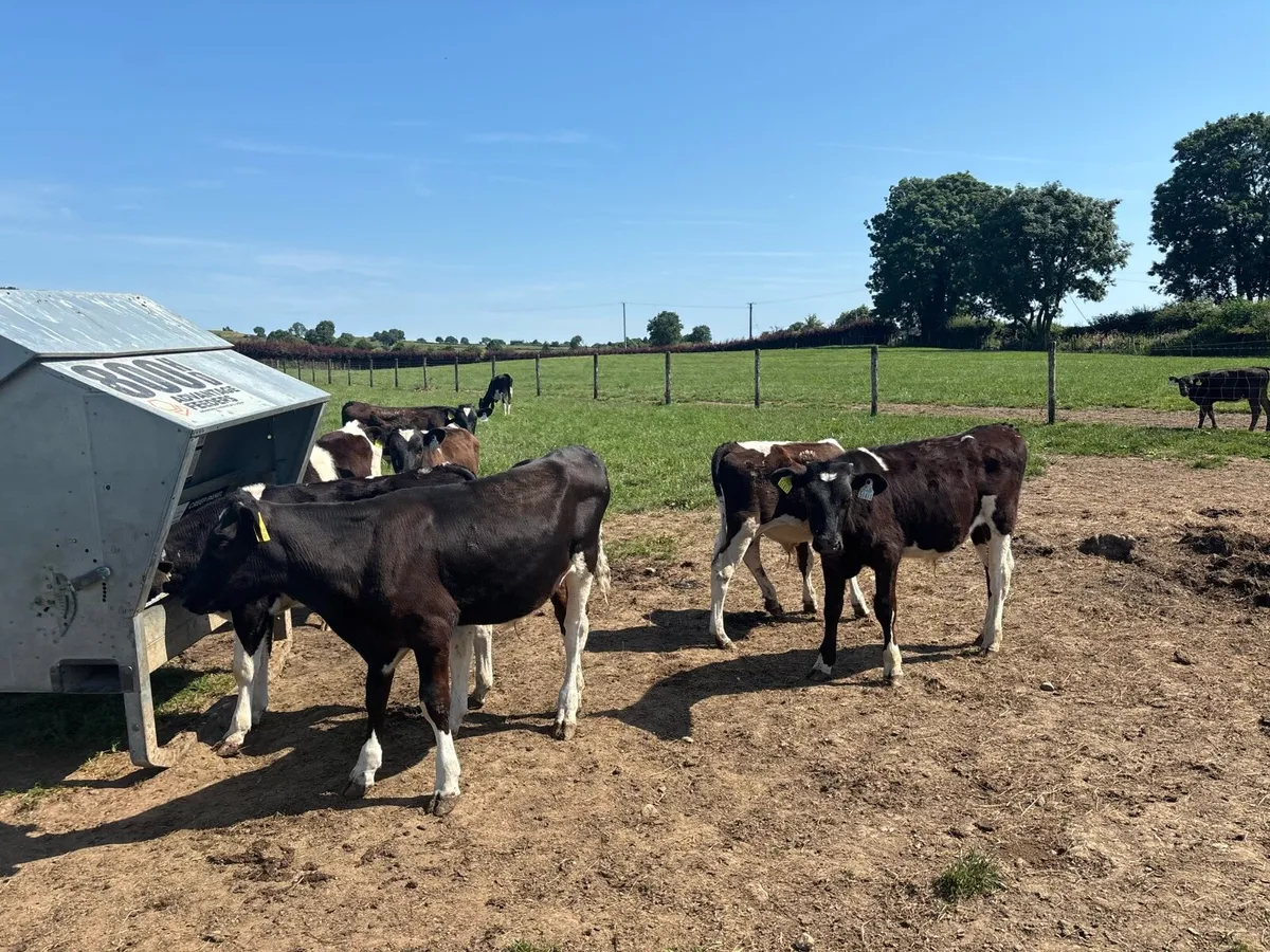 22 super British Frisian bulls - Image 3