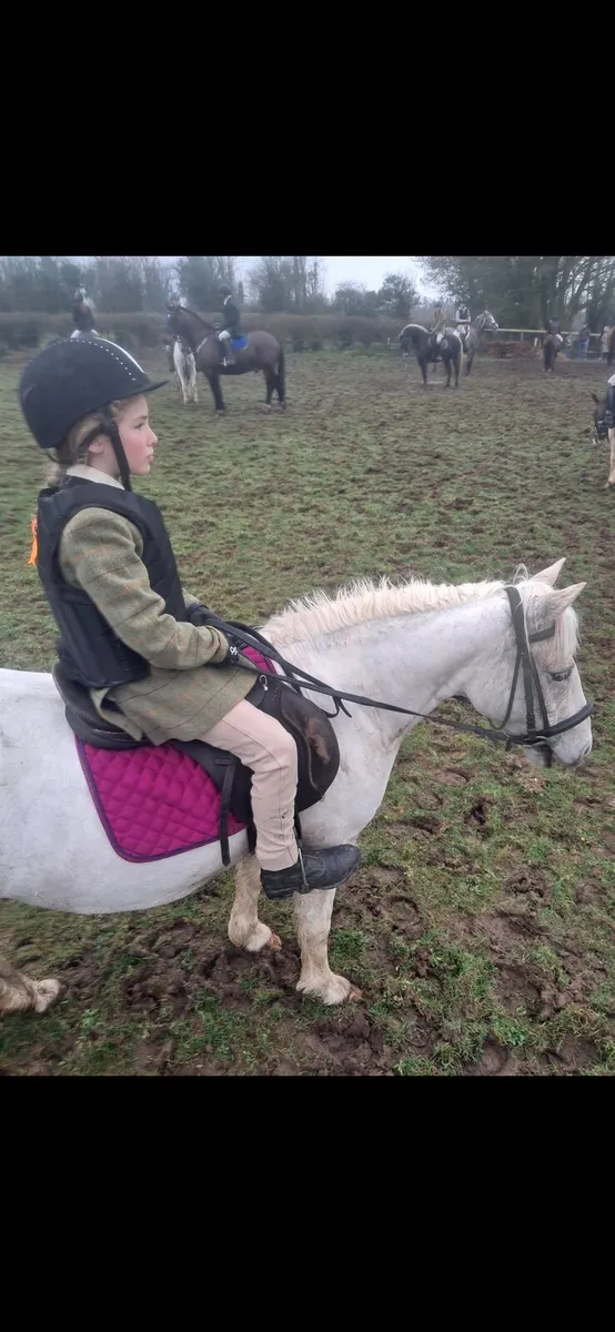 Bombproof Pony - Image 3